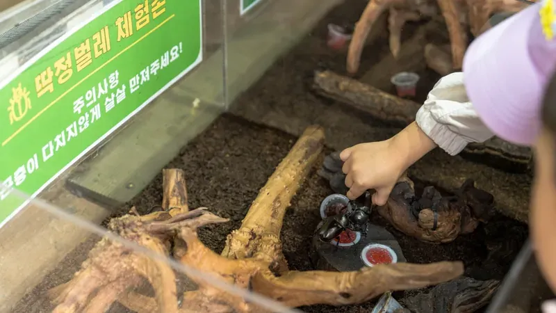 살아있는 사슴벌레와 딱정벌레 생태를 관찰하는 체험장