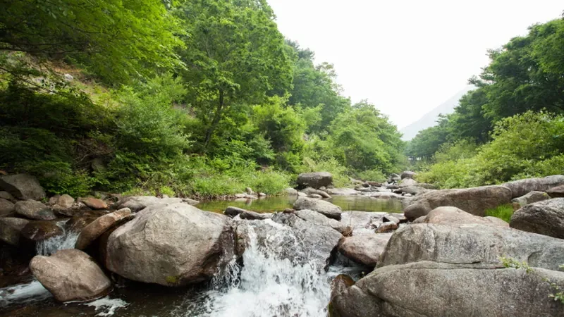 선암계곡을 가로지르는 휴양림 보행 출렁다리
