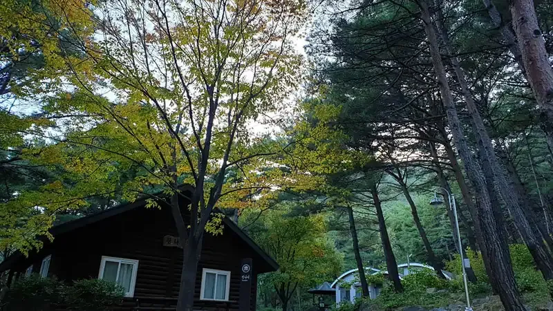 소나무 숲속에 호젓하게 자리잡은 참나리동 독채 숙소