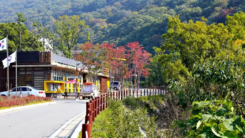 국내 최대 인공조림 편백나무 원시림 속 피톤치드 산책로