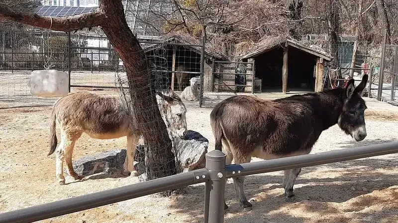 동물원 초식동물마을 온순한 당나귀 및 조랑말 눈높이 동물 교감존