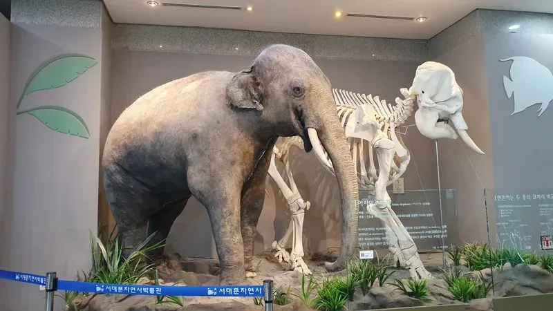 생명진화관에 전시된 실물 크기 아시아코끼리 박제 및 생물 표본