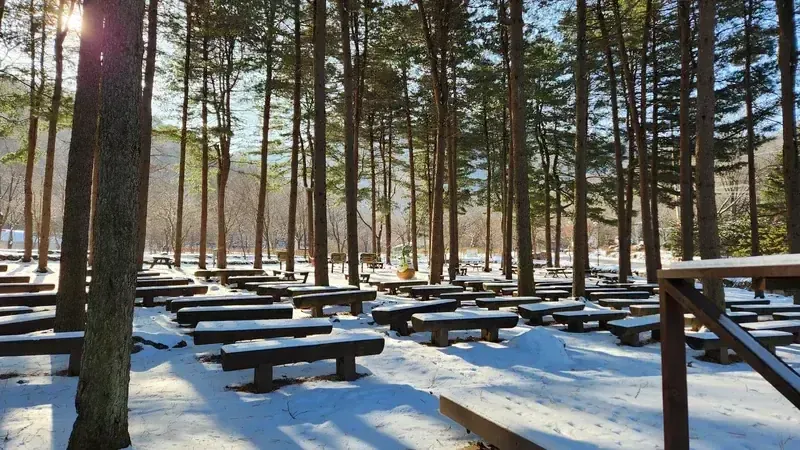 잣나무 숲속 야외 벤치 힐링 쉼터 및 산림욕 공간