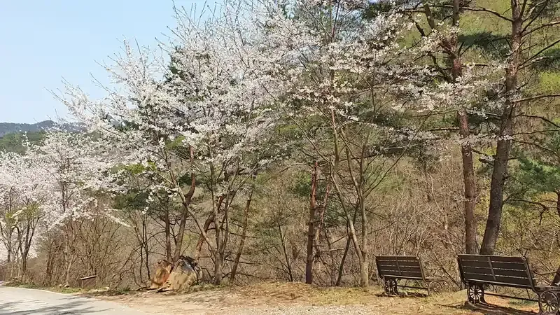 피톤치드 가득한 목조 온돌 숲속의집 숙소