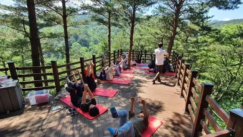 솔향기터 대형 목재 전망 데크 숲속 요가·명상 테라피