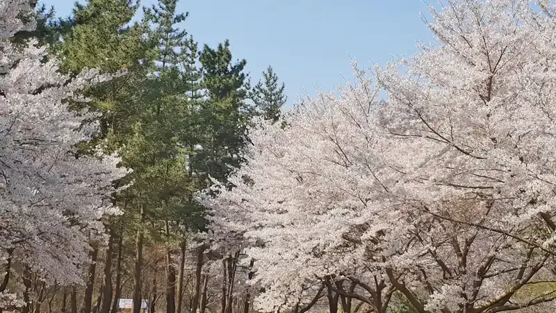낙엽송·해송·소나무 등 7종 수종별 목조 숲속의집