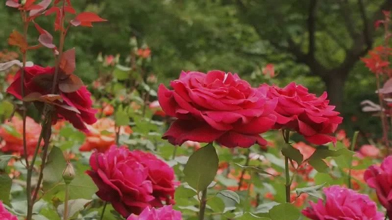 열대식물원 및 산림문화전시관 실내 관람시설