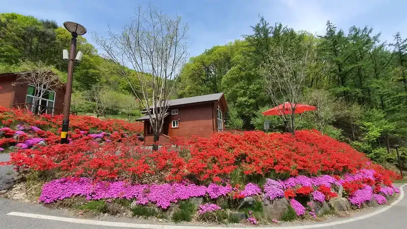 자연목 단층 온돌 숲속의집 및 연수동 시설