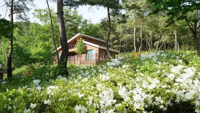 선암계곡 물소리를 들으며 머무는 독채형 통나무 숲속의 집