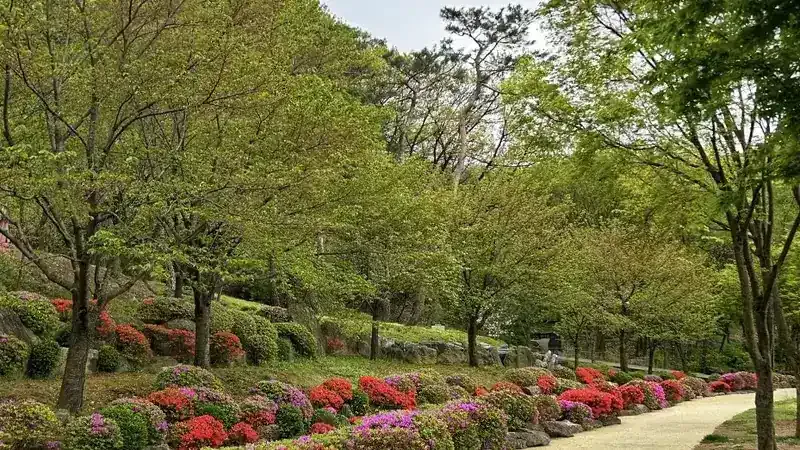 피톤치드 가득한 침엽수림 숲길 힐링 산책로