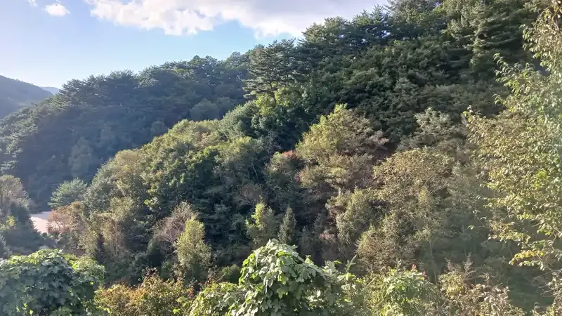 울창한 침엽수림 숲체험 힐링 산책로