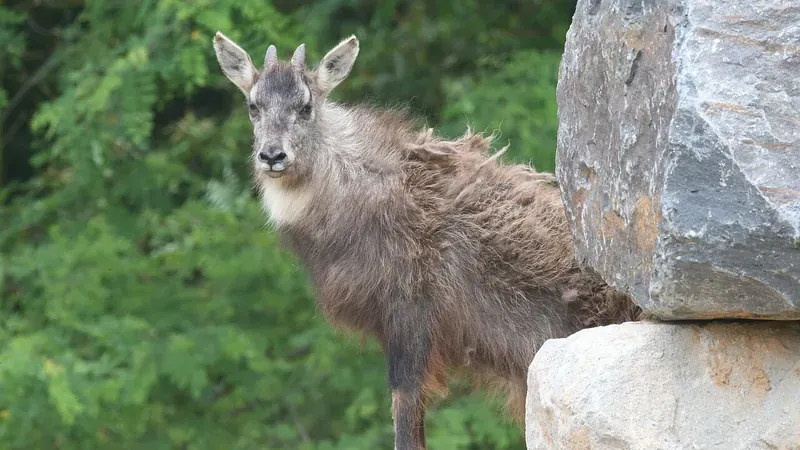사슴생태원 암벽 지대 서식 천연기념물 백두대간 산양(Amur Goral)