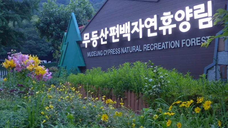 울창한 편백 그늘 아래 돗자리를 펴고 쉴 수 있는 숲속 평상 쉼터