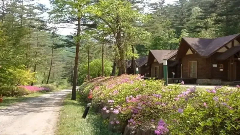 해발 700m 고원에 위치한 태백고원자연휴양림 전경