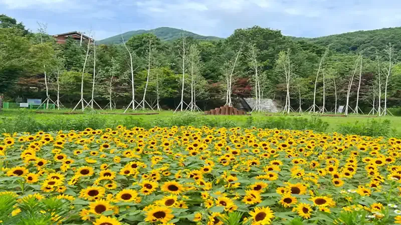 오령산 와룡계곡 맑은 물을 품은 자연휴양림 전경