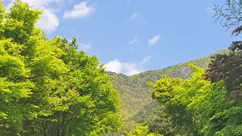 낙안읍성 민속마을을 굽어보는 금전산 자락 국립낙안민속자연휴양림 전경