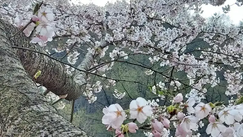 백운산 원시 천연림 속 국립백운산자연휴양림 전경