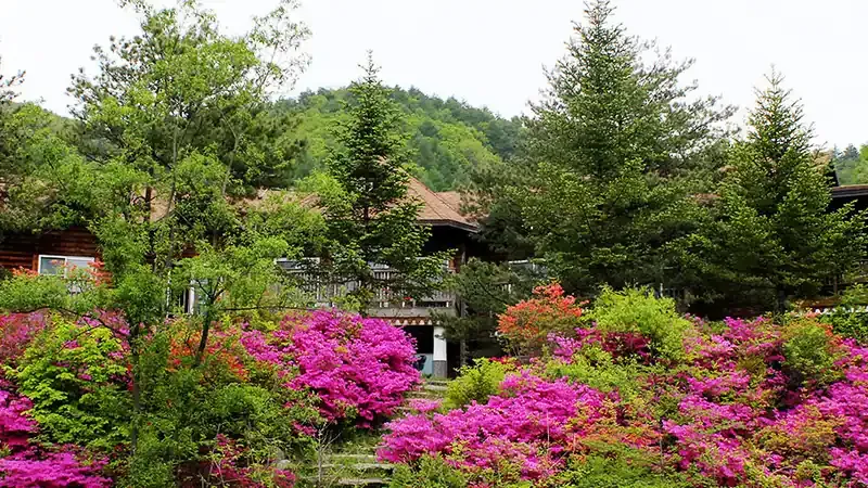 인공 잣나무숲이 울창한 국립청태산자연휴양림 전경