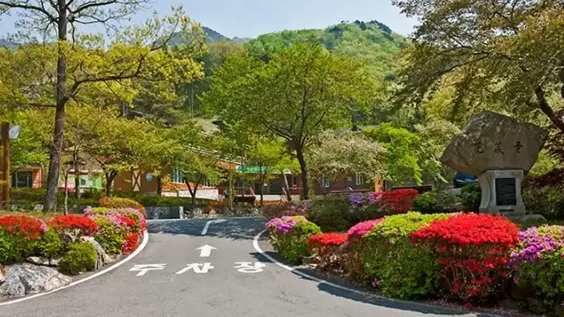 성주산 울창한 편백나무 숲속 자연휴양림 전경