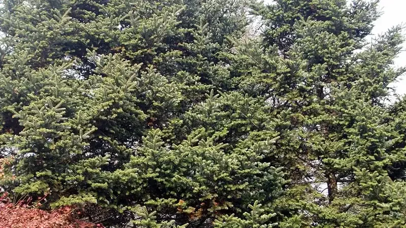 한국 고유종이자 멸종위기 침엽수인 광릉숲 구상나무 생태 보전림