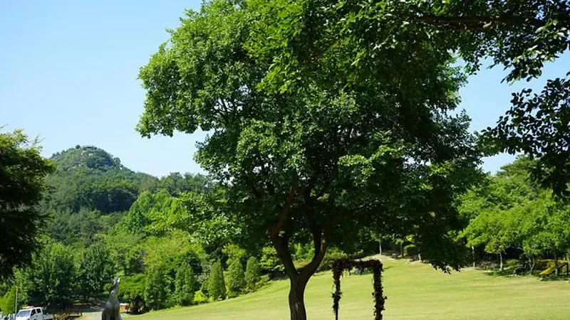 영인산산림박물관 본관 및 생태탐방 목재 데크로