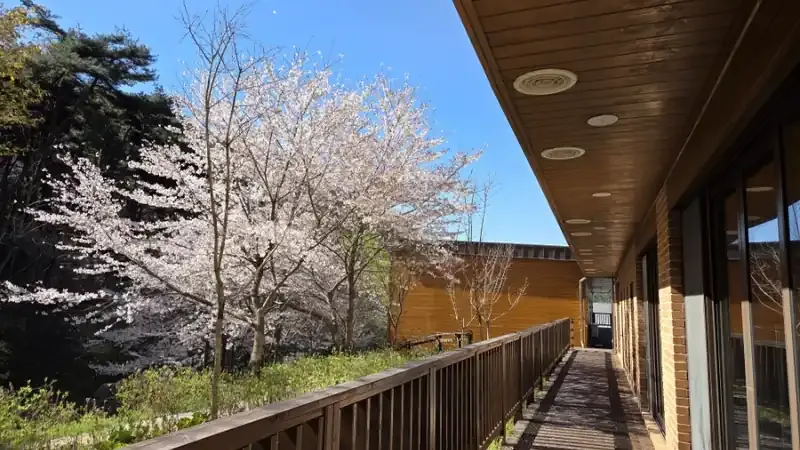 금성산 울창한 피톤치드 숲속 무장애 데크로드