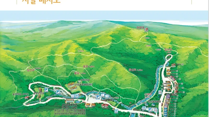 국내 최고령 편백나무 천연림 산림욕 쉼터