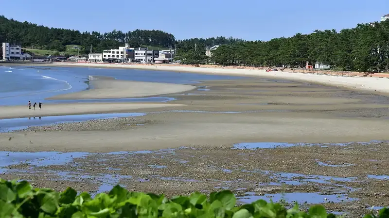 캠핑장 바로 앞에 펼쳐진 고운 백사장과 수백 년 노송이 우거진 송호해변 자연경관