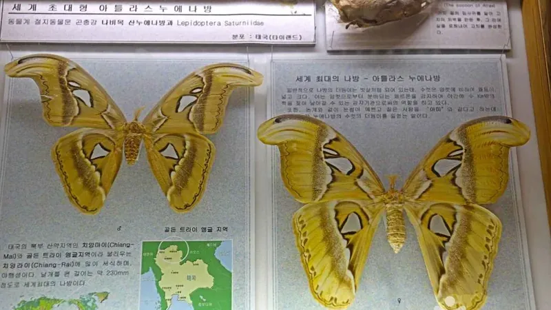 누에타운 야외 뽕나무 숲길 및 생태 정원 쉼터