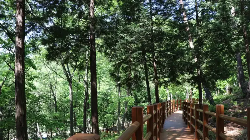 피톤치드가 풍부한 대운산 명품 치유숲길 산책로
