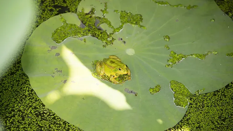 국립생태원 습지생태원 복원 보전 멸종위기 야생생물 금개구리