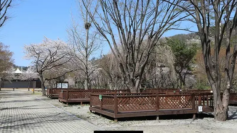 C형 데크 야영지 주변으로 벚꽃나무가 어우러진 봄철 산책로 풍경