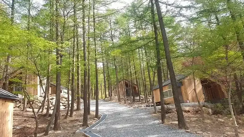 기암괴석 백두대간 능선과 울창한 소나무 숲