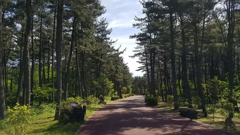 붉은오름 곧게 뻗은 삼나무 숲 산책로