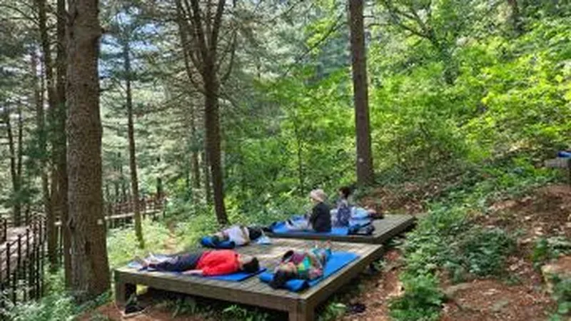 금물산 잣나무숲 목재 평상 슬로우드 테라피 산림욕장