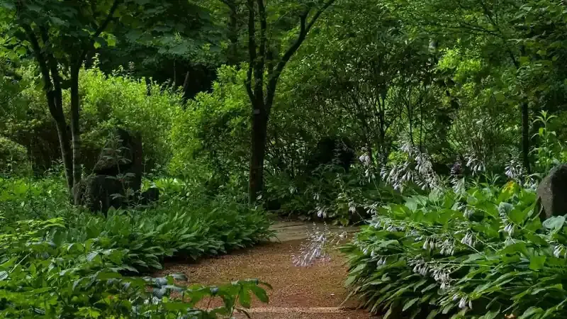 오대산 자락 한반도 고유 특산식물 보전원 및 생태숲길