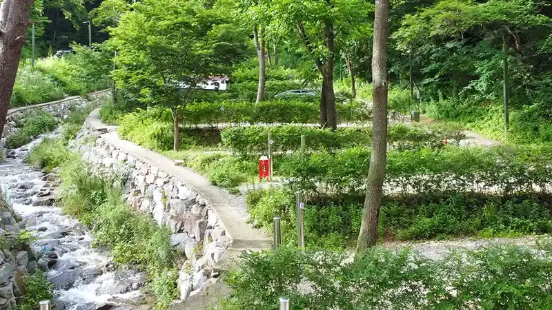 점봉산 청정 계곡 및 피톤치드 숲
