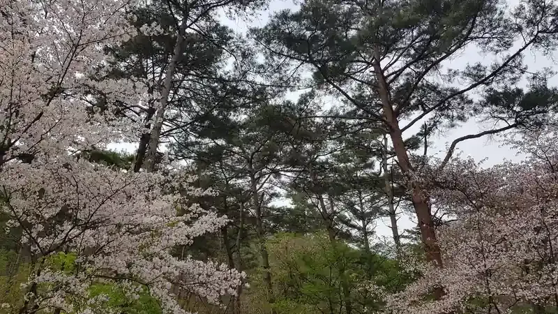 청계동 계곡 맑은 물과 울창한 솔숲 산책로