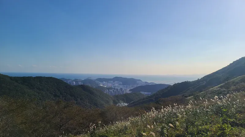 승학산 은빛 억새평원과 어우러진 울창한 숲 파노라마