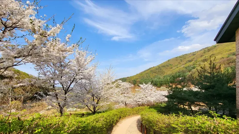 피톤치드 가득한 소백산 울창한 내부 숲길 산책로