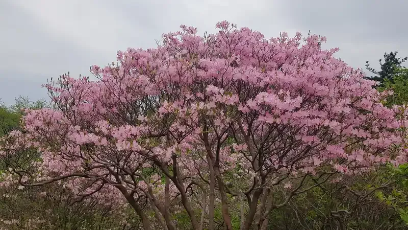휴양관 및 숲속의집 인근 평탄한 주차구역