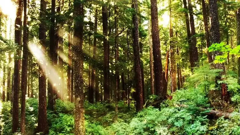 산림휴양관 및 숲속의집 1:1 문앞 주차구역