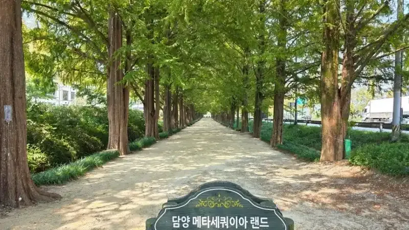 메타세쿼이아랜드 공영 주차장 및 평지 진입 보행로