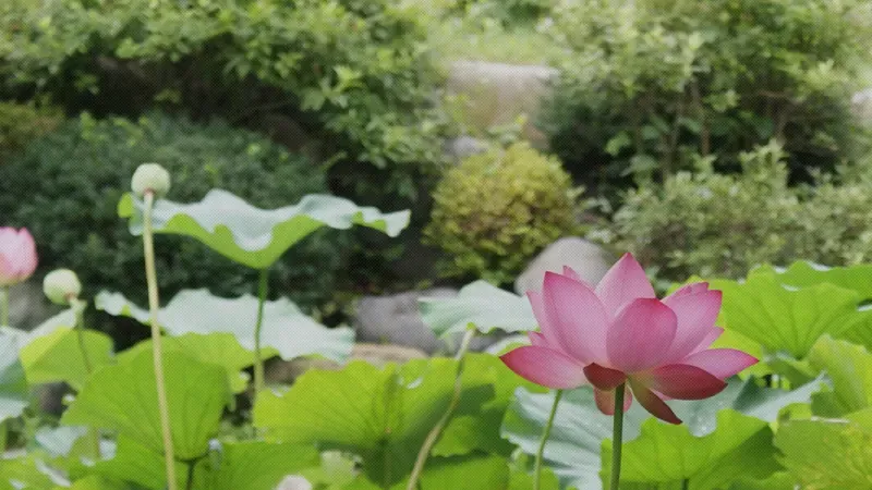 수목원 방문자센터 진입로 및 무장애 평탄 데크길