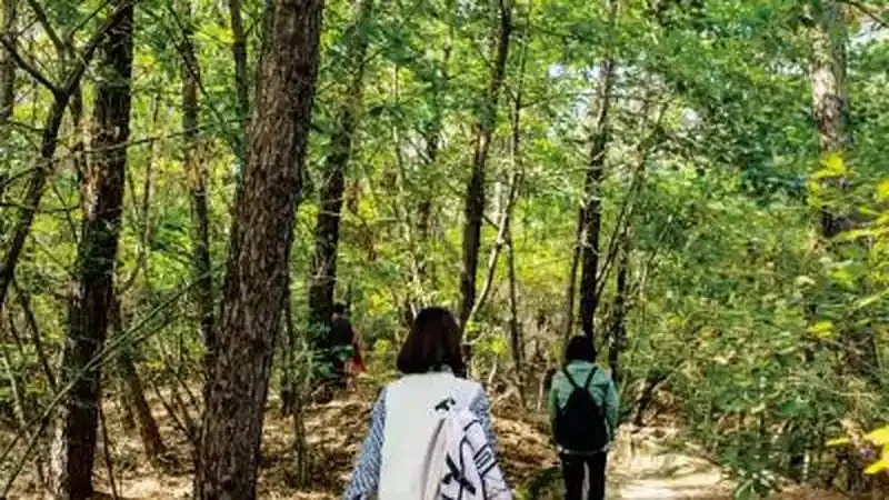 관악산 치유센터 목재 진입로 및 무장애 보행데크