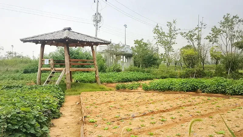 시흥갯골캠핑장 주차장 인근 원두막 쉼터와 텃밭 진입로