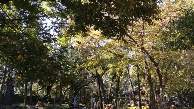 휴양림 매표소 앞 넓은 평지 주차장 및 완만한 진입로