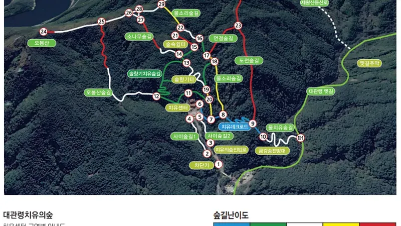 100년 금강송 솔가지 사이로 쏟아지는 햇살 숲길