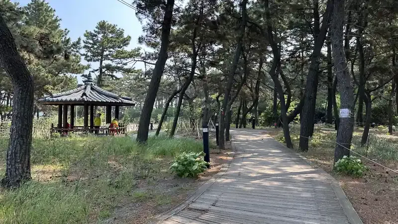 해송 숲속 텐트 야영 사이트