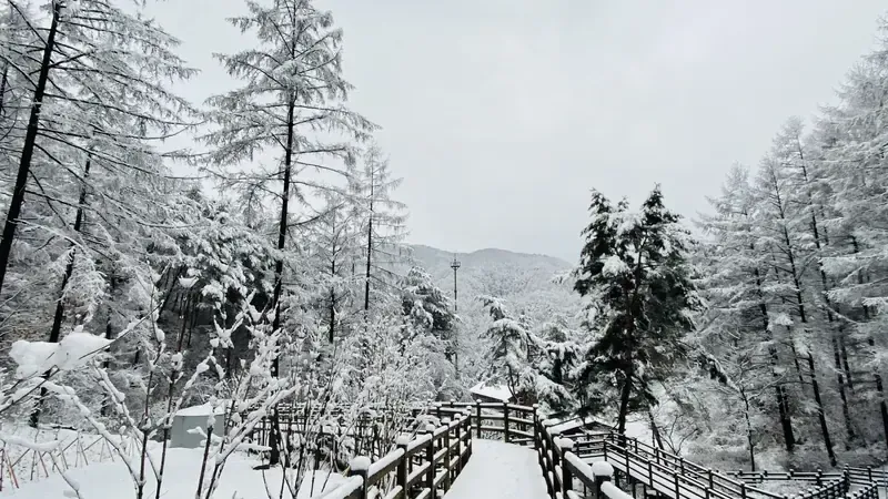 눈 덮인 침엽수림 사이로 이어지는 설경 목교 산책로